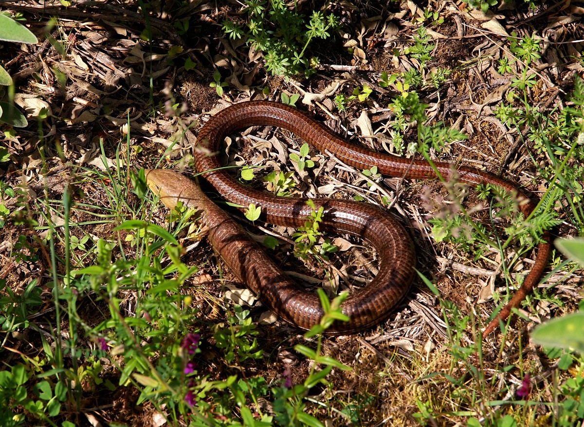 Pseudopus Apodus